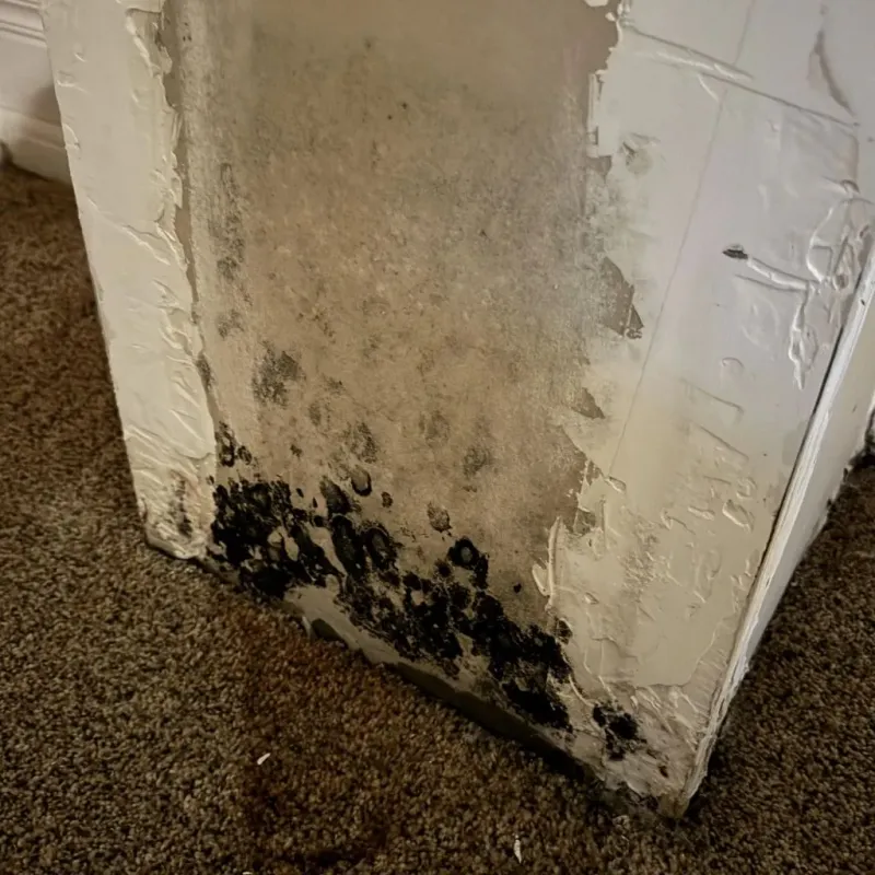 Professional Mold Removal in Bellefontaine, OH